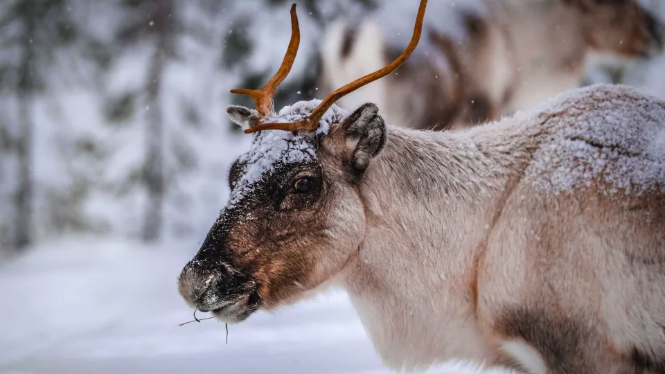 Lapponia Finlandese
